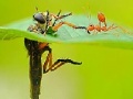 Gioco Little ant and leaf slide puzzle