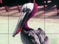 Gioco Pink headed pelican slide puzzle