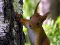 Gioco Cute squirrels slide puzzle