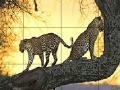 Gioco Big wild cats slide puzzle