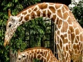 Gioco Giraffes in the forest slide puzzle