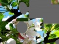 Gioco Blooming apple tree
