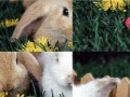 Gioco Easter Bunny Puzzle