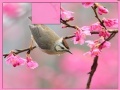 Gioco Bird at Spring