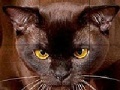 Gioco Wild brown cat slide puzzle