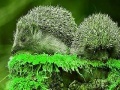 Gioco Green Hedgehogs: Puzzle