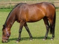 Gioco Hungry Horse