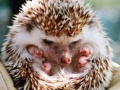 Gioco Small hedgehog