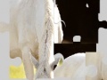 Gioco White Horse