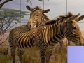 Gioco Zebras in The Desert: Slide Puzzle