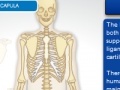 Gioco Skeleton Transplant