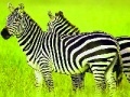 Gioco Green Safari: Zebras Puzzle