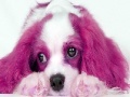 Gioco Animal Puzzle