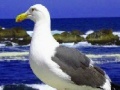 Gioco Seagulls In The Ocean: Puzzle