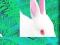 Gioco Rabbit: Puzzle