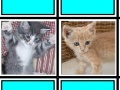 Gioco Fuzzy Memory: Kittens