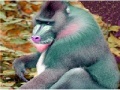 Gioco Elderly Tired Baboon Puzzle