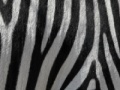 Gioco Jigsaw: Zebra Stripes