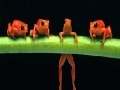 Gioco Brave acrobat frogs slide puzzle