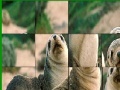 Gioco Cute seals slide puzzle