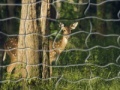 Gioco Deer In The Forest Puzzle