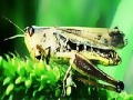 Gioco Green grasshopper slide puzzle