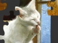 Gioco White Cat