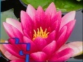 Gioco Pink Water Lily Puzzle