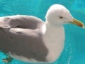 Gioco Seagull: Sliding Puzzle