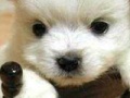 Gioco Cute puppy
