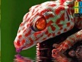 Gioco Thirsty red gecko puzzle