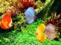 Gioco Deep Colorful Ocean Fishes: Puzzle