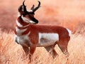 Gioco Hungry alone antelope puzzle