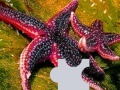 Gioco Ocean sea stars puzzle