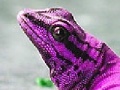 Gioco Pink chameleon slide puzzle