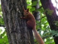 Gioco Squirrel 2