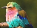 Gioco Colored Sparrow: Slide Puzzle