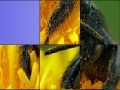 Gioco Black insect slide puzzle