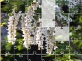 Gioco Jigsaw: New Flowers