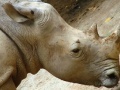 Gioco Jigsaw Rhino