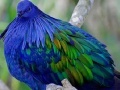 Gioco Fat blue bird puzzle