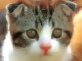 Gioco Cute Kitties Hidden Numbers