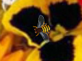 Gioco Hidden Bee