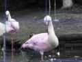 Gioco Flamants Roses Puzzle