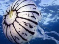 Gioco Ocean jellyfish puzzle