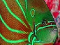 Gioco Flat fluorescent fish slide puzzle