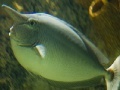 Gioco Elephant Fish Slider