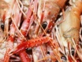 Gioco Hidden Images Seafood