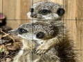 Gioco Sissy animals slide puzzle