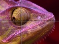 Gioco Purple Chameleon: Slider Puzzle
